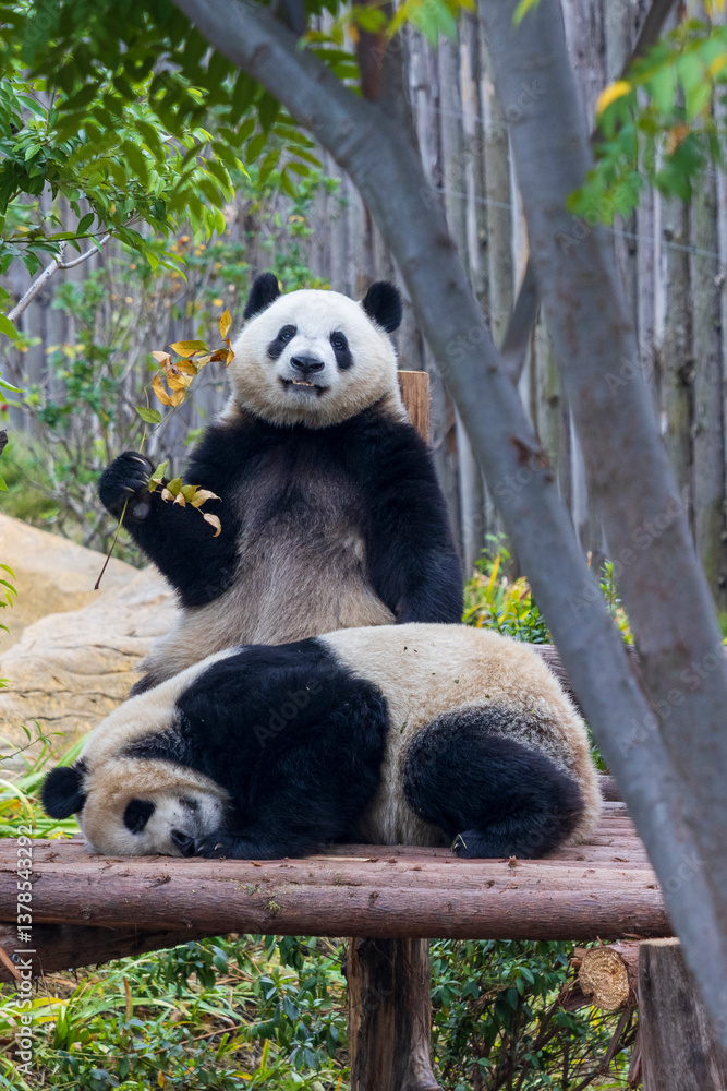 Fototapeta premium Chengdu, Sichuan, China. 10-28-2024. Panda in the panda conservation center in Chengdu, China.