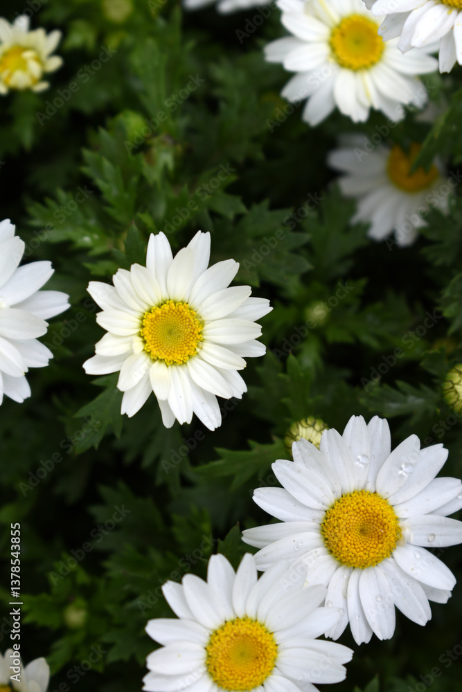 Fototapeta premium white Common daisy beautiful flowers with blur green background in garden, White beautiful daisies on a field in green grass, Oxeye daisy, Leucanthemum vulgare, Daisies, Dox-eye, Dog daisy in nature