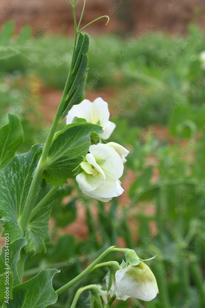 Flowering pea plant. White flowers closeup. Flower of pea plant close up. Natural green pea plants as spring background, peas plant flower closeup, peas blossom closeup white flower on vegetable plant Flowering pea plant. White flowers closeup. Flower of pea plant close up. Natural green pea plants as spring background, peas plant flower closeup, peas blossom closeup white flower on vegetable plant
