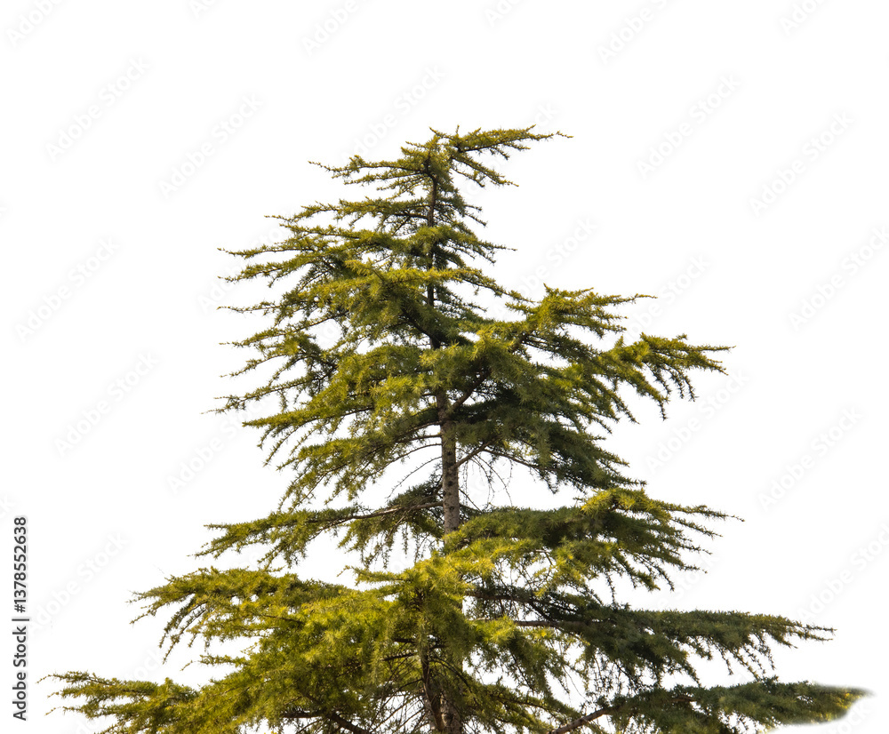 Naklejka premium pine tree isolated on white