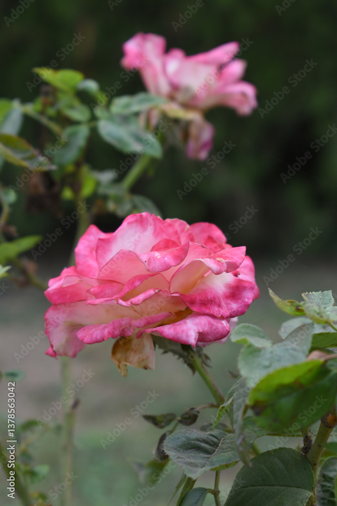 Beautiful pink white rose flower closeup in garden, A very beautiful pink white yellow rose flower bloomed on the rose tree, Rose flower closeup, bloom flowers, Natural spring flower floral background Beautiful pink white rose flower closeup in garden, A very beautiful pink white yellow rose flower bloomed on the rose tree, Rose flower closeup, bloom flowers, Natural spring flower floral background