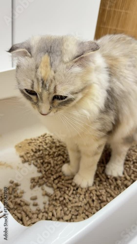Lop-eared kitten goes to the litter box in the bathroom