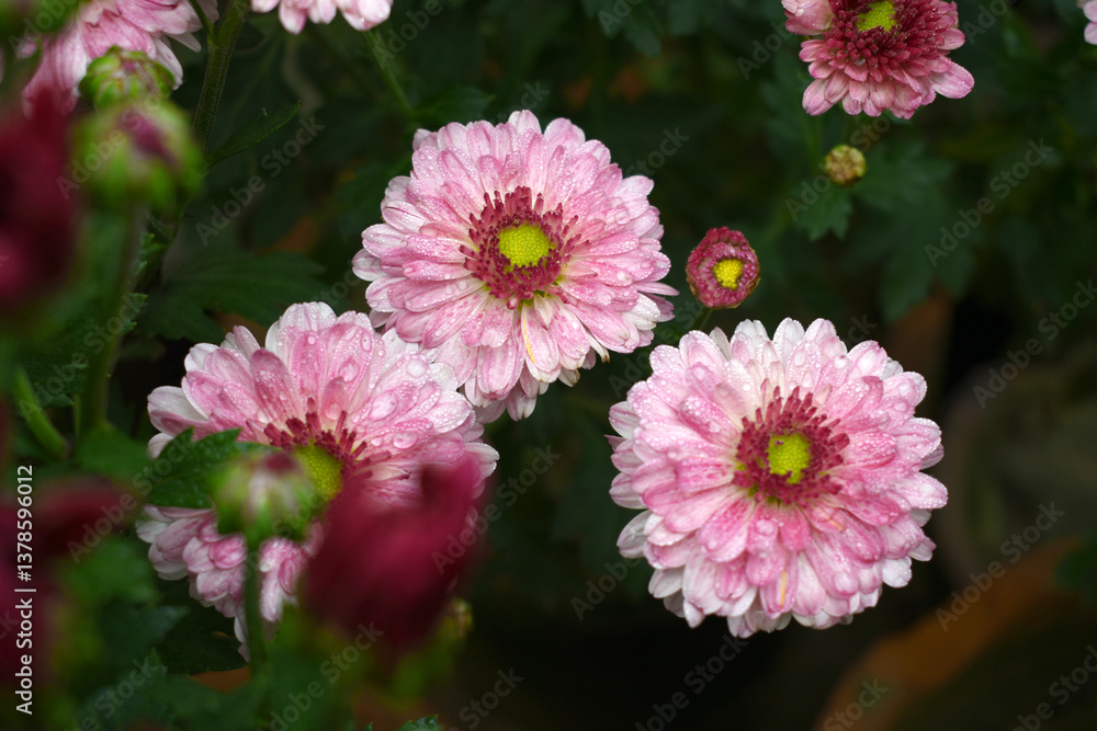 Obraz premium Beautiful Pink chrysanthemum flowers closeup in the winter garden, Closeup of Chrysanthemum flower, Field of the Pink Chrysanthemum, Beautiful Pink flower blooming in nature.