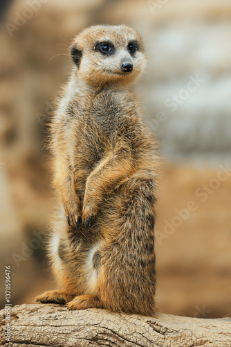 Suricate or meerkat (Suricata suricatta) detail portrait