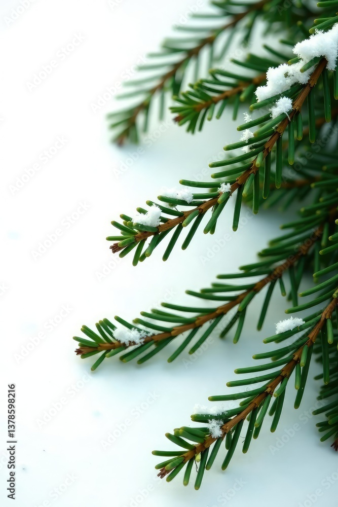 isolated pine branches on white background with warm light, snow, evergreen, minimalism isolated pine branches on white background with warm light, snow, evergreen, minimalism