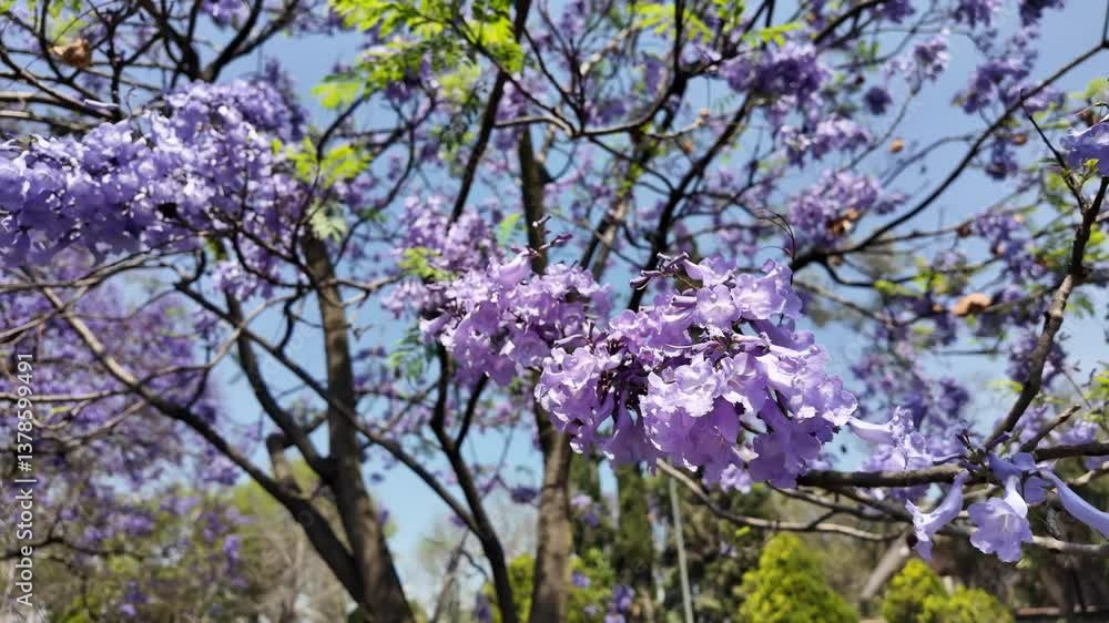 jacaranda A large purple tree with green leaves. The tree is in a park. The sky is blue jacaranda A large purple tree with green leaves. The tree is in a park. The sky is blue