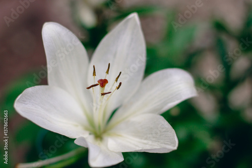 flower white and pink