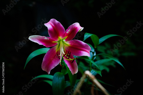 flower white and pink