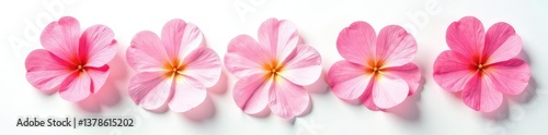 Delicate flower petals isolated on white background, , plant, blooms