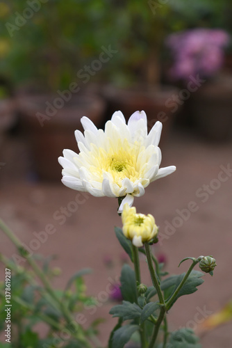 Beautiful white chrysanthemum flowers closeup in the winter garden, Closeup of Chrysanthemum flower, Field of the white Chrysanthemum, Beautiful white flower blooming in nature.