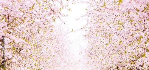 Blühende Kirschbäume im Frühling