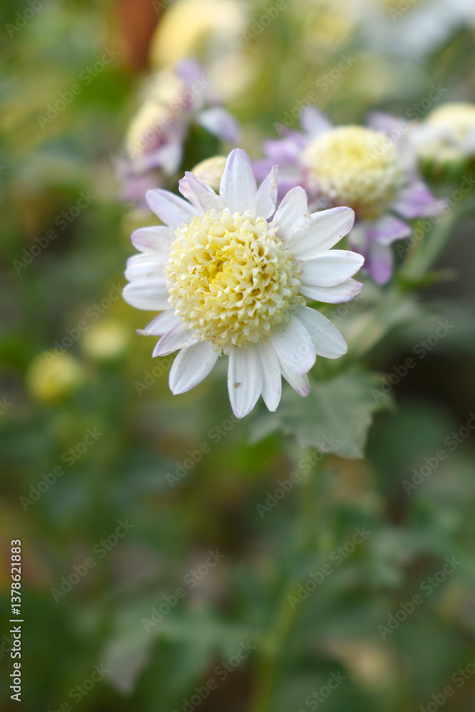 Beautiful white chrysanthemum flowers closeup in the winter garden, Closeup of Chrysanthemum flower, Field of the white Chrysanthemum, Beautiful white flower blooming in nature. Beautiful white chrysanthemum flowers closeup in the winter garden, Closeup of Chrysanthemum flower, Field of the white Chrysanthemum, Beautiful white flower blooming in nature.