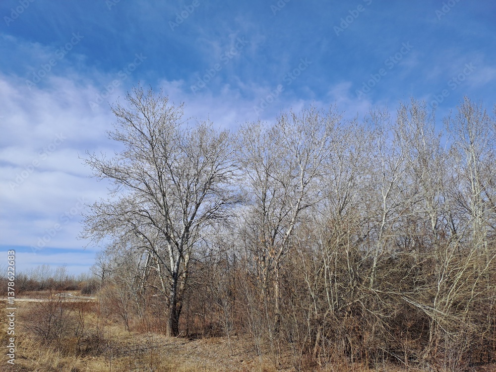 Obraz premium lonely tree in the field