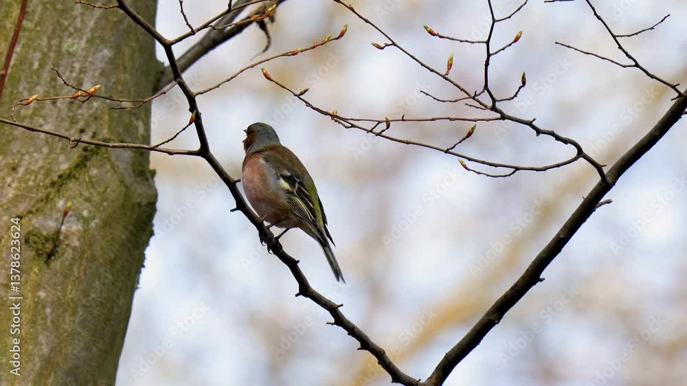 A chaffinch (Fringilla coelebs) bird sits on a tree branch and sings A chaffinch (Fringilla coelebs) bird sits on a tree branch and sings
