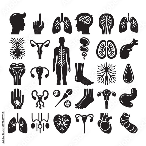 Anatomy Stroke icon collections. Containing hair, finger, human body, lungs, legs, organs, sperm, kidneys and heart icons. silhouette vector style with white background