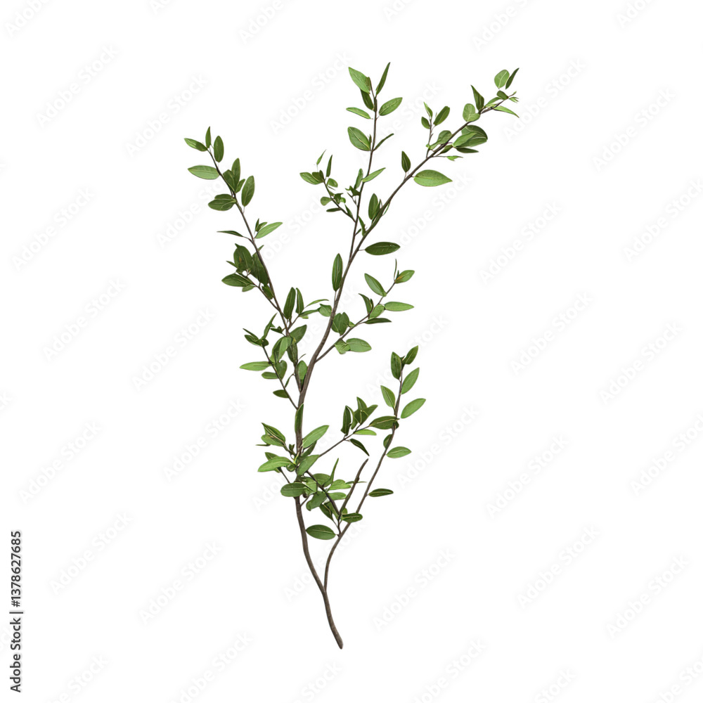 Fresh Thyme Sprigs with Green Leaves on Thin Stems PNG Illustration Fresh Thyme Sprigs with Green Leaves on Thin Stems PNG Illustration