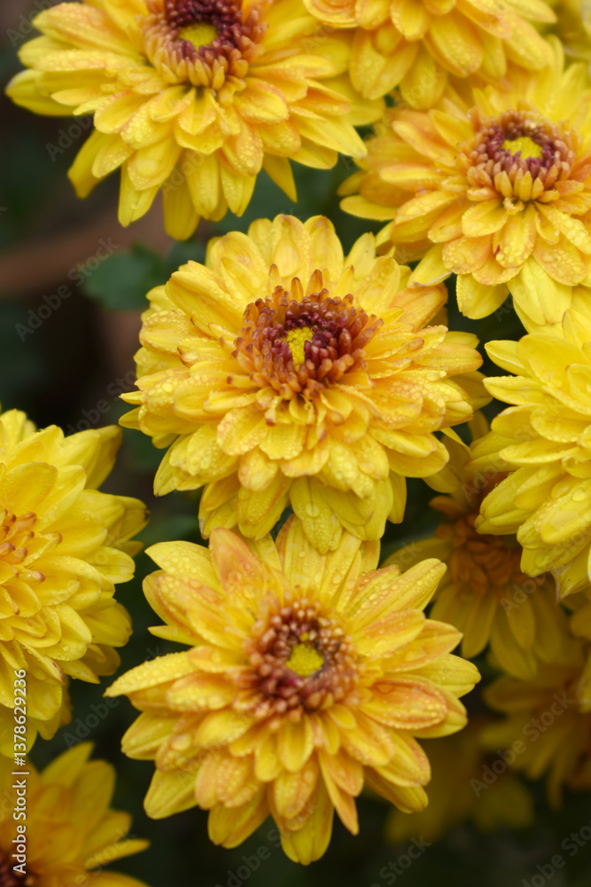 Beautiful Yellow red chrysanthemum flowers closeup in the winter garden, Closeup of Chrysanthemum flower, Field of the Yellow red Chrysanthemum, Beautiful Yellow red flower blooming in nature. Beautiful Yellow red chrysanthemum flowers closeup in the winter garden, Closeup of Chrysanthemum flower, Field of the Yellow red Chrysanthemum, Beautiful Yellow red flower blooming in nature.