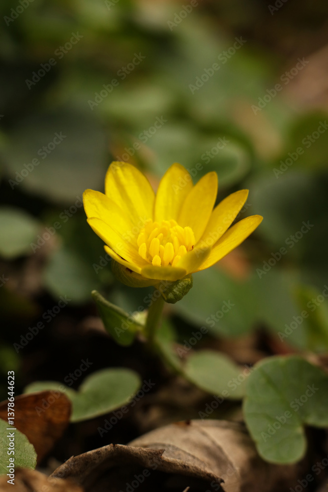 yellow flower of Ficaria verna, commonly known as lesser celandine or pilewort in the garden yellow flower of Ficaria verna, commonly known as lesser celandine or pilewort in the garden