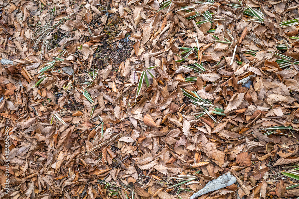 Dry autumn leaves on ground for background Dry autumn leaves on ground for background