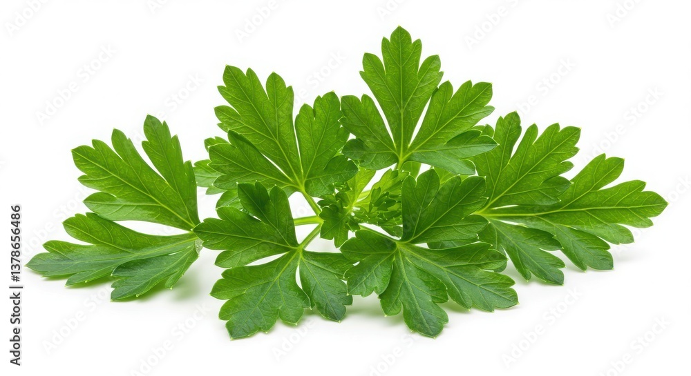 A sprig of fresh parsley with vibrant green leaves isolated against a plain white background studio shot A sprig of fresh parsley with vibrant green leaves isolated against a plain white background studio shot