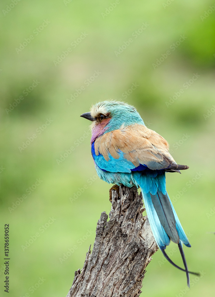 Back and tail of European roller, colorful Bird on dry branch, green background. South Africa, Kruger National Park safari. small multicolor bird. Wildlife animal. Common Roller, Coracias garrulus Back and tail of European roller, colorful Bird on dry branch, green background. South Africa, Kruger National Park safari. small multicolor bird. Wildlife animal. Common Roller, Coracias garrulus
