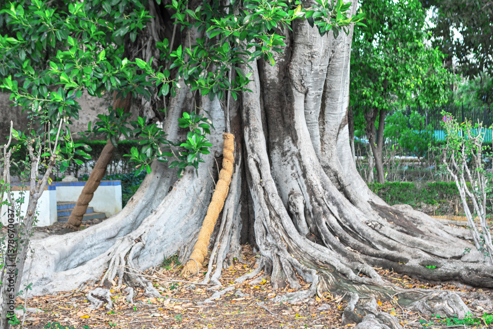 Ancient tree with a massive trunk and sprawling root system that spreads across ground. Textured bark and lush green foliage convey tree vitality, while imposing size decades of growth and resilience