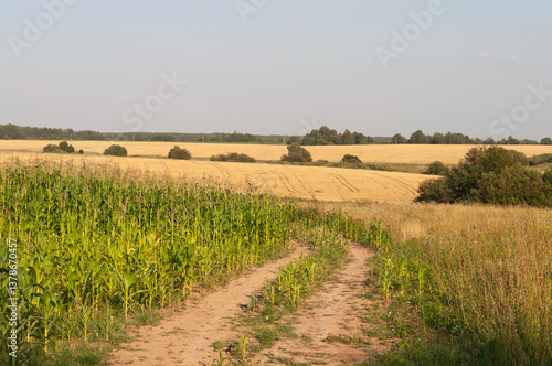 Hilly rural landscape, dirt road along the cornfield, yellow mown fields, summer time