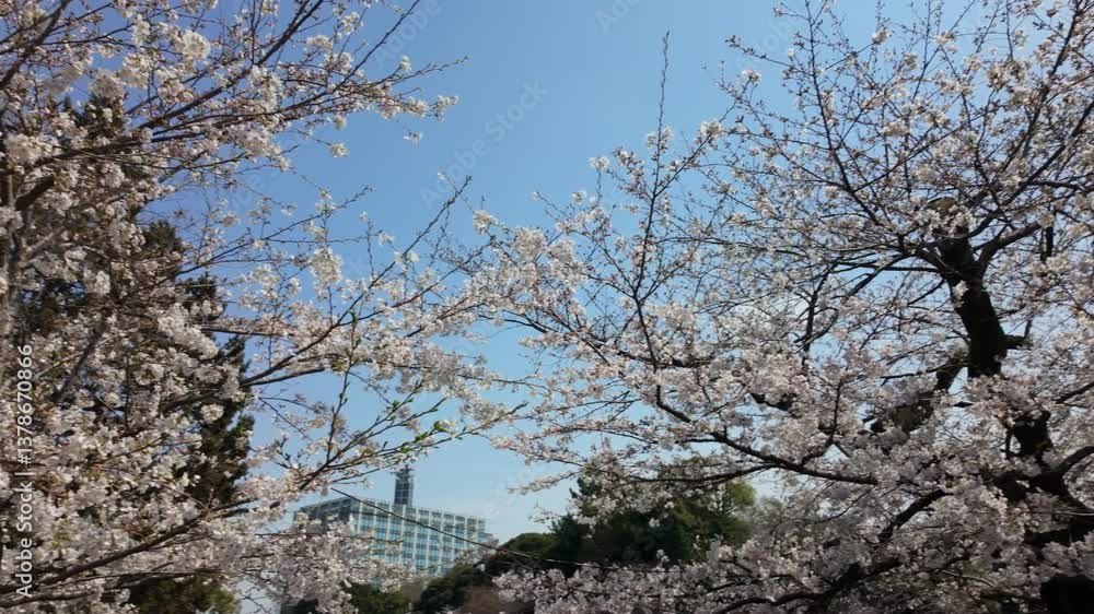 東京都千代田区九段に咲く満開の桜