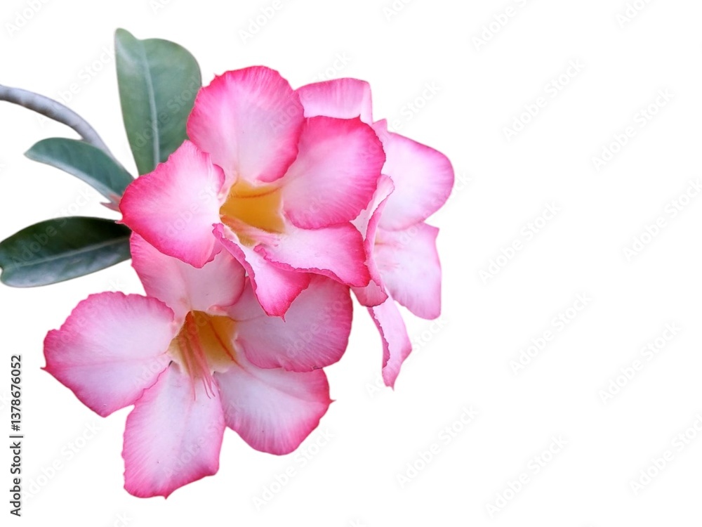 Isolated pink Adenium flower in full bloom on a white backdrop. Isolated pink Adenium flower in full bloom on a white backdrop.