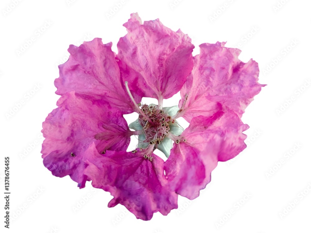 Beautiful Lagerstroemia speciosa bloom isolated on white. Beautiful Lagerstroemia speciosa bloom isolated on white.
