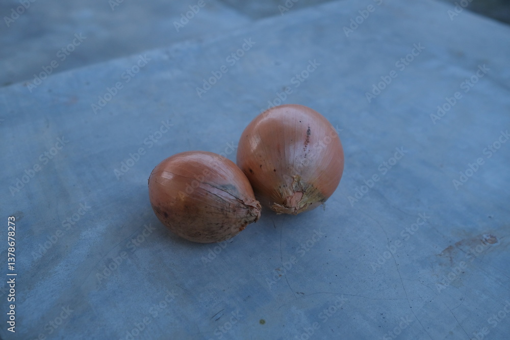 Obraz premium photo of fresh shallots from the garden