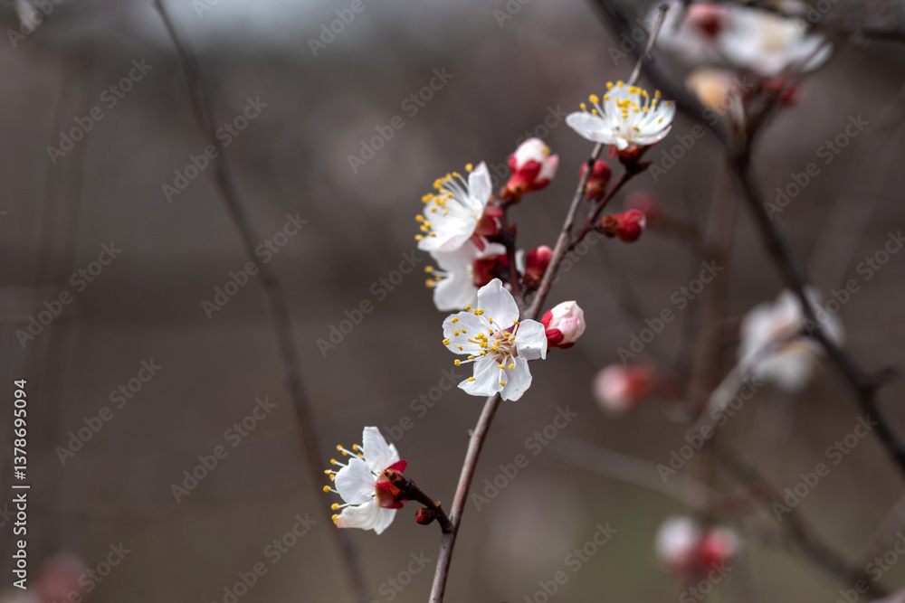 cherry tree blossom cherry tree blossom
