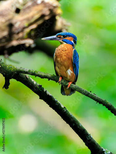 Eisvogel
