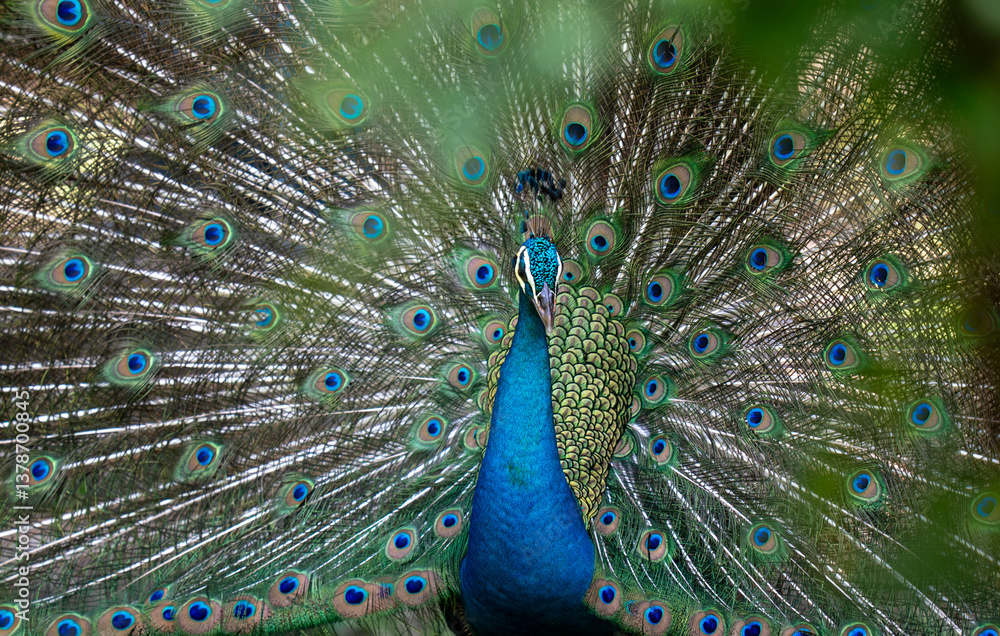 Obraz premium Close up shot of a peacock showing off its large train to attract females.