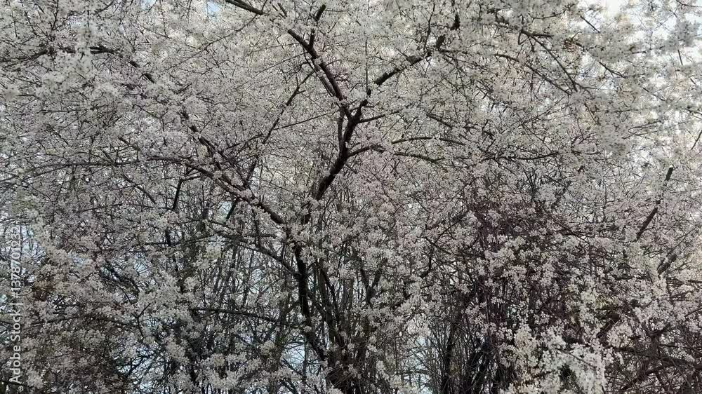 Panning shot of a beautiful large flowering plum tree in bloom with white plum blossoms in spring Panning shot of a beautiful large flowering plum tree in bloom with white plum blossoms in spring