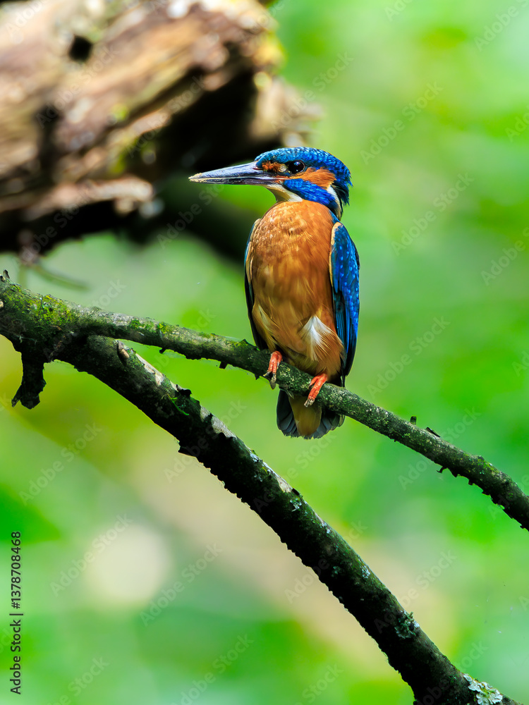 Fototapeta premium Eisvogel 
