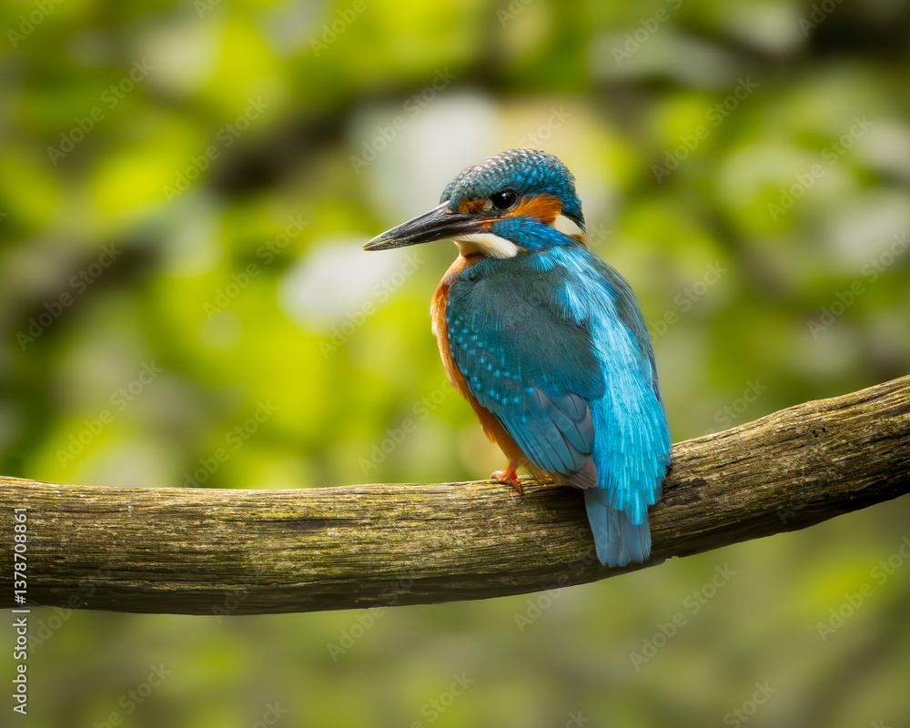 Fototapeta premium Eisvogel 