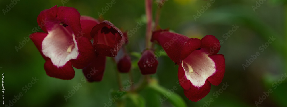 Colorful red flowers blooming in a lush garden during springtime afternoon Colorful red flowers blooming in a lush garden during springtime afternoon