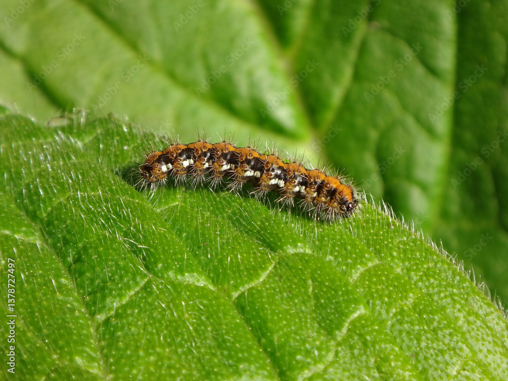 Jersey tiger moth (Euplagia quadripunctaria), caterpillar on a tree echium leaf Jersey tiger moth (Euplagia quadripunctaria), caterpillar on a tree echium leaf