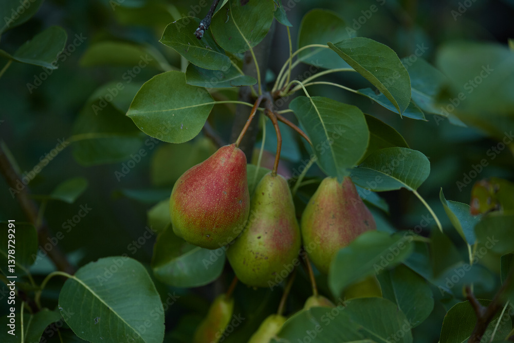 Pears growing on a tree branch surrounded by lush green leaves in a serene outdoor setting during daylight Pears growing on a tree branch surrounded by lush green leaves in a serene outdoor setting during daylight