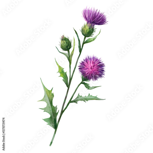 Pink and violet thistle flowers with stems and leaves. White background. Watercolor drawing. Isolated illustration. Handcrafted, on white background. Clipart. Botanical illustration. Medicinal plants.