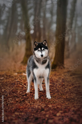 Siberian husky dog in the autumn time