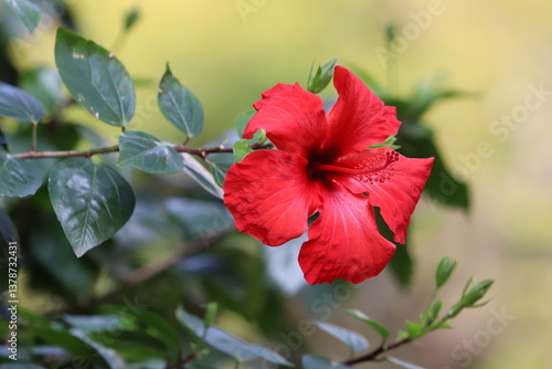 Chinese hibiscus blooms in the city park.