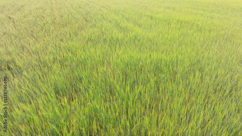 Wheat cereal field agriculture meadow, newly planted in springtime Wheat cereal field agriculture meadow, newly planted in springtime