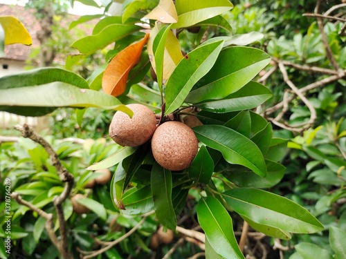 sapodilla cluster on a tree

