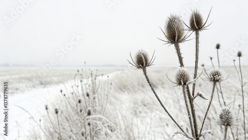 Frost-covered thistles in a snowy winter field under overcast sky, cold-toned nature photograph capturing frozen textures and the stillness of the season