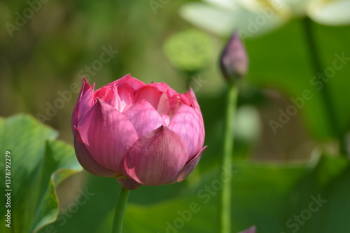 Wallpaper Mural A delicate pink lotus flower in full bloom, its petals gracefully unfurling. The center reveals a vibrant yellow stamen, creating a stunning contrast against the lush green leaves. Torontodigital.ca