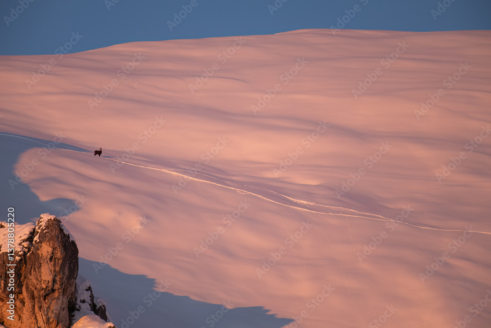 It's dawn on the steep snowy slopes, a chamois faces another hard winter day drawing with its tracks in the fresh snow. Italian Alps, species: Rupicapra rupicapra.