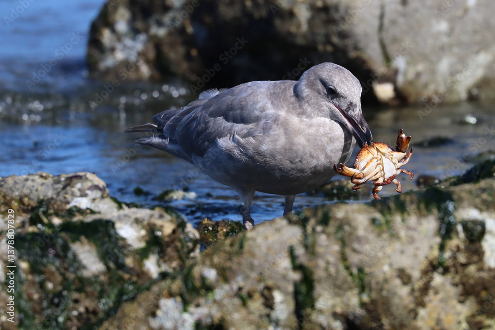 Obraz na plátně Gull with Crab