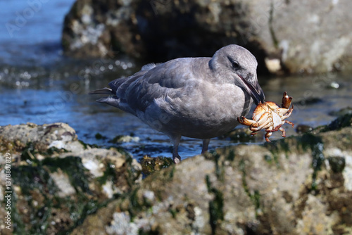 Canvas-taulu Gull with Crab